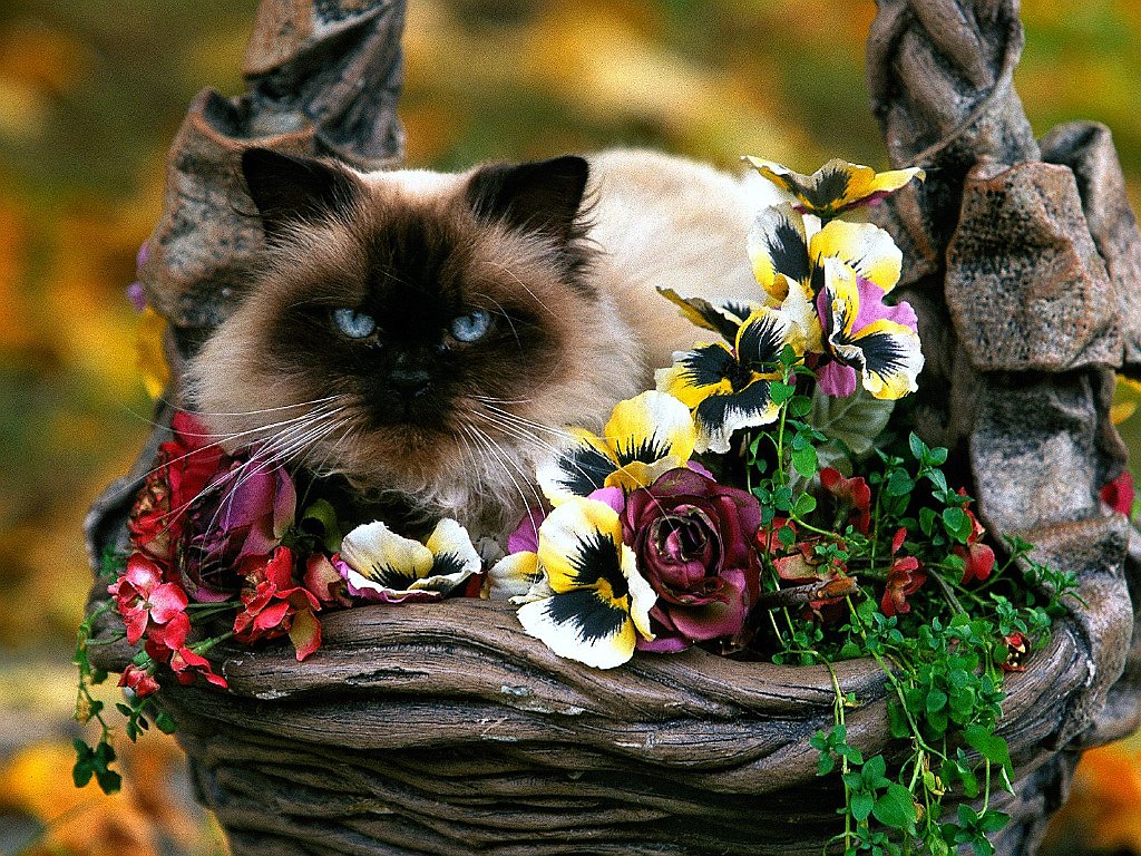 Natural Furtilizer